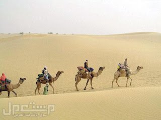 الإمام الشافعي شاعر القيم الإنسانية والروحية  عبد السلام .كى[1]